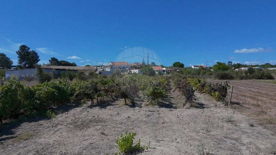 Terreno para Venda em Cartaxo e Vale da Pinta Foto 8