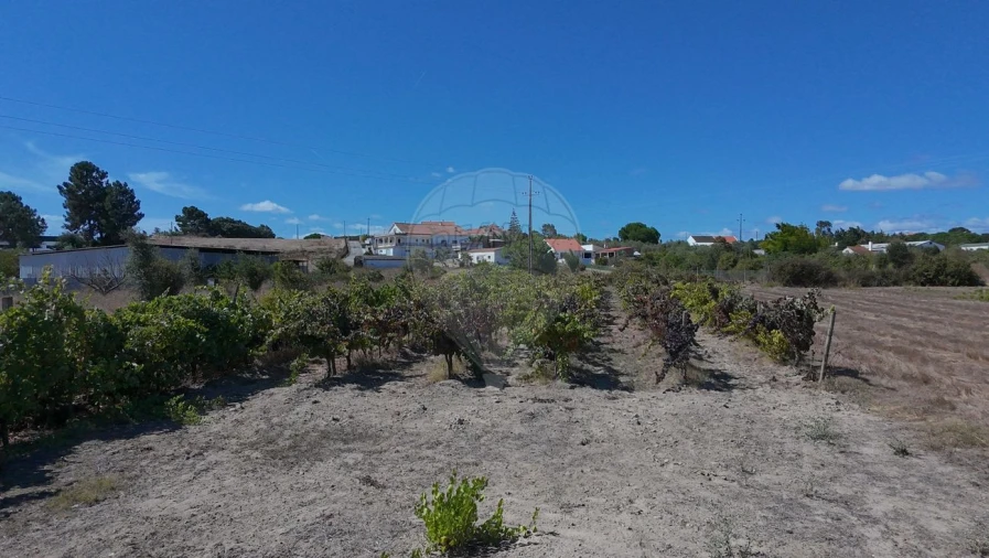 Terreno para Venda em Cartaxo e Vale da Pinta Foto 24