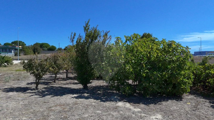 Terreno para Venda em Cartaxo e Vale da Pinta Foto 9