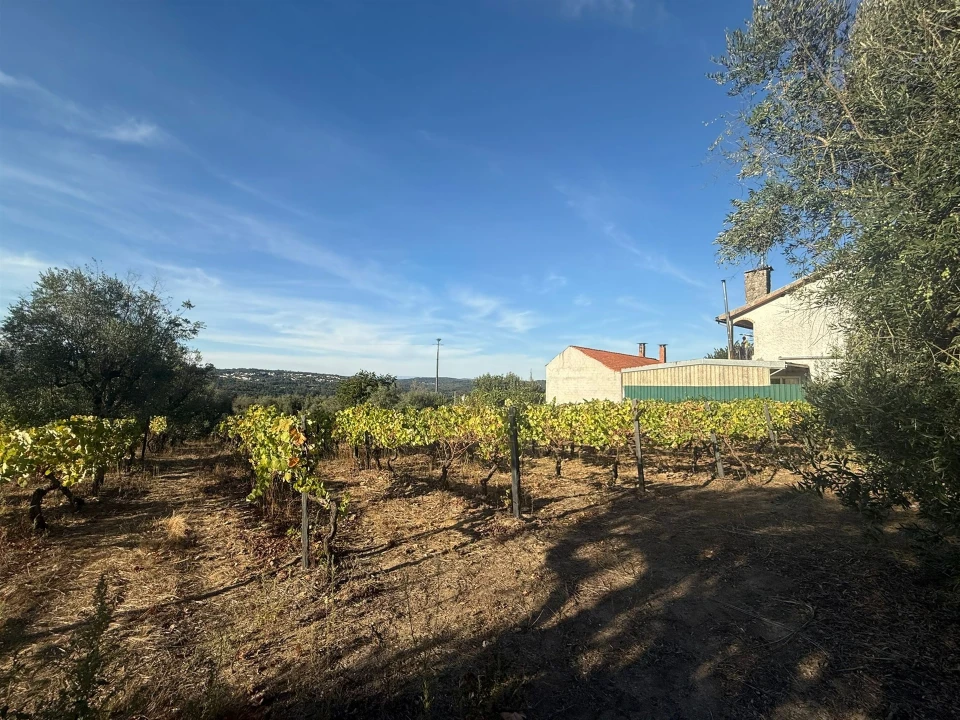 Terreno para Venda em Silgueiros Foto 11
