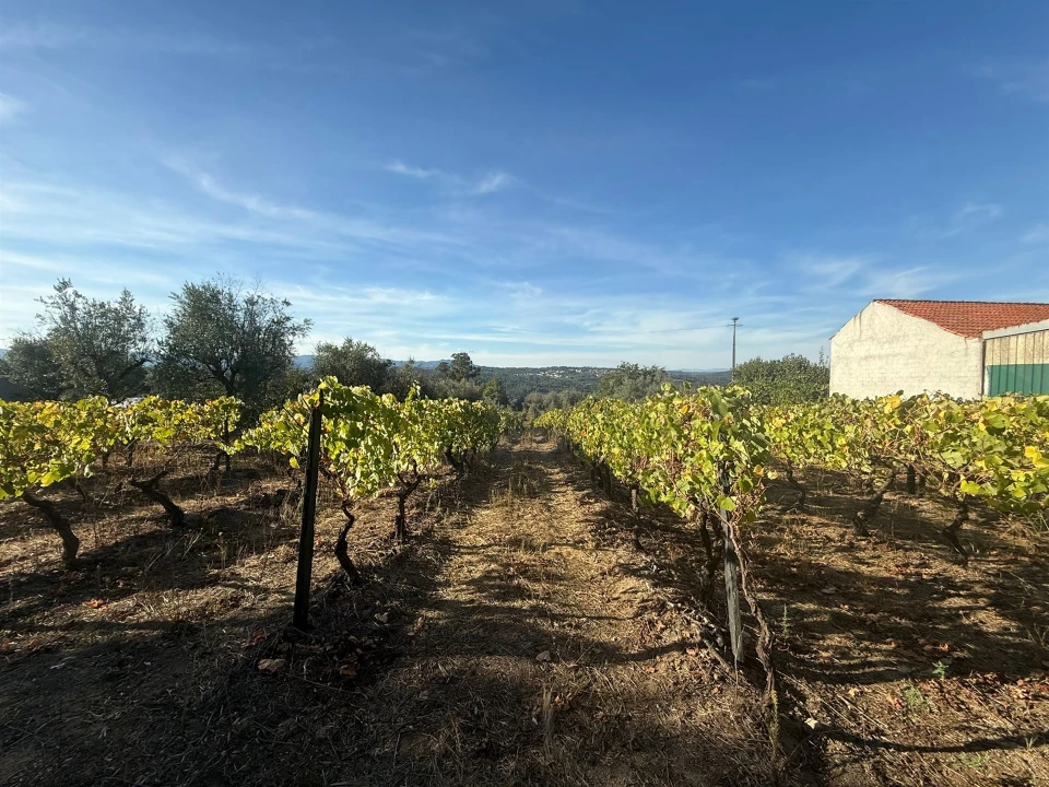 Terreno para Venda em Silgueiros Foto 1