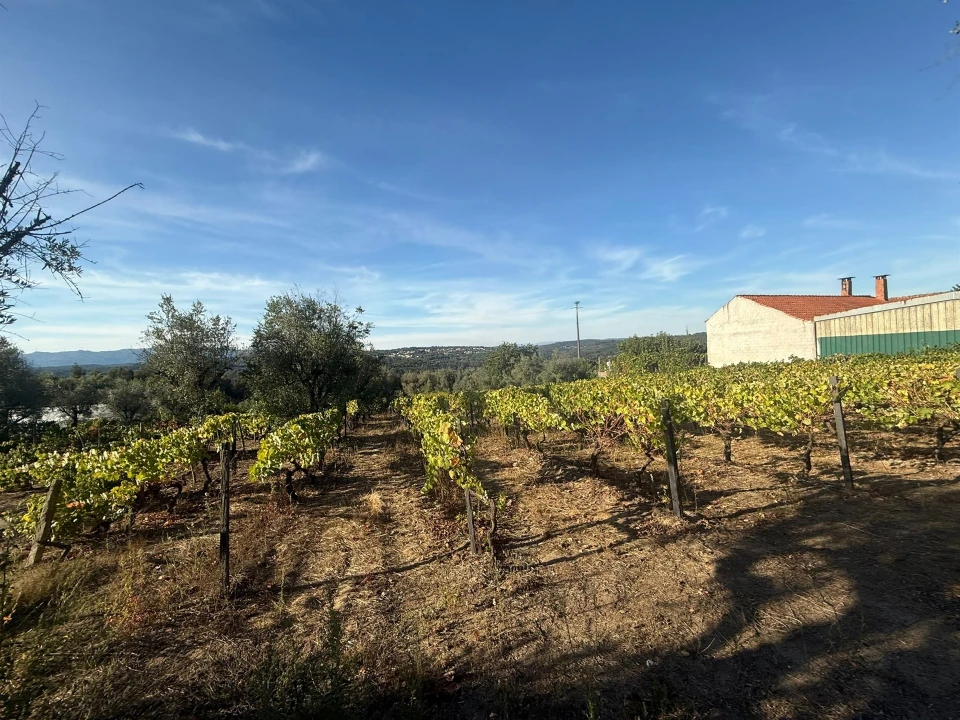 Terreno para Venda em Silgueiros Foto 10