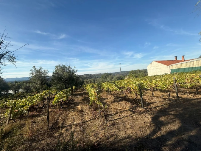 Terreno para Venda em Silgueiros Foto 6
