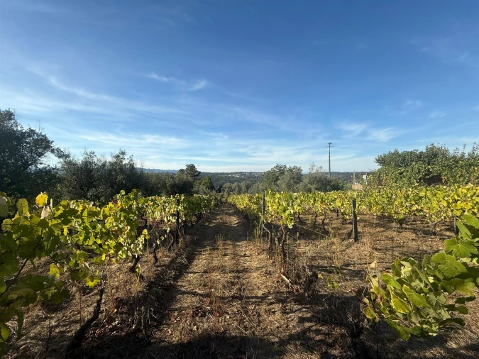 Terreno para Venda em Silgueiros Foto 9