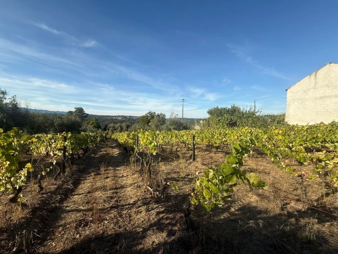 Terreno para Venda em Silgueiros Foto 2