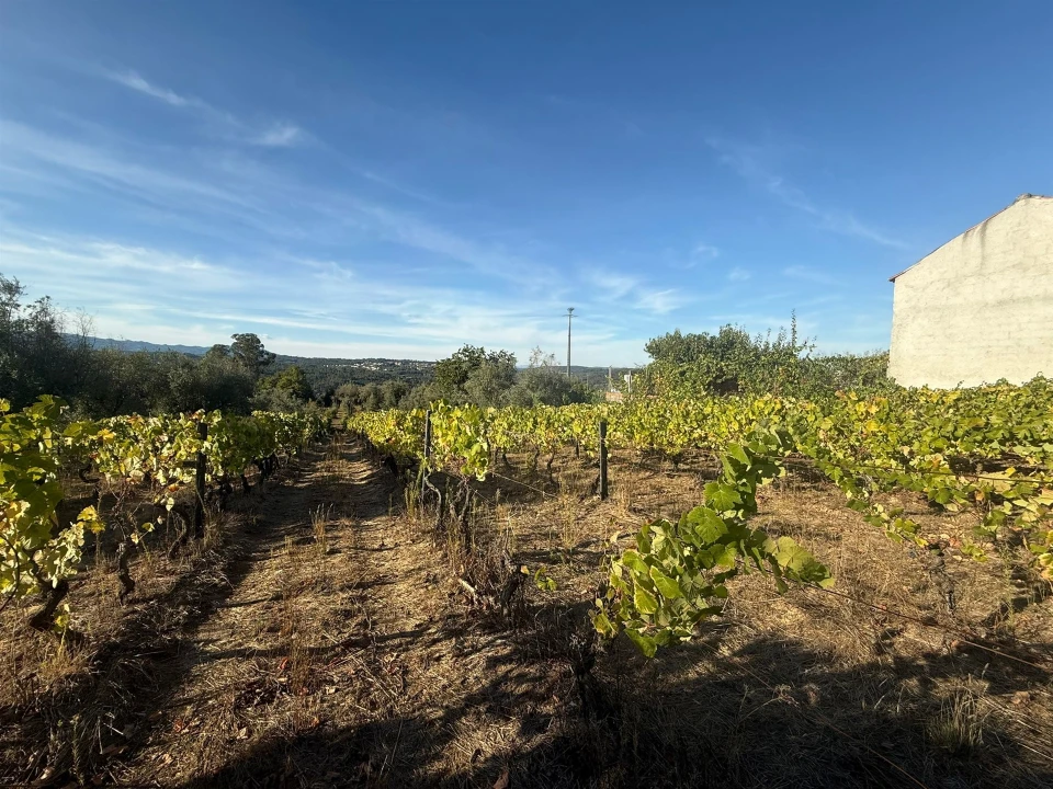 Terreno para Venda em Silgueiros Foto 2