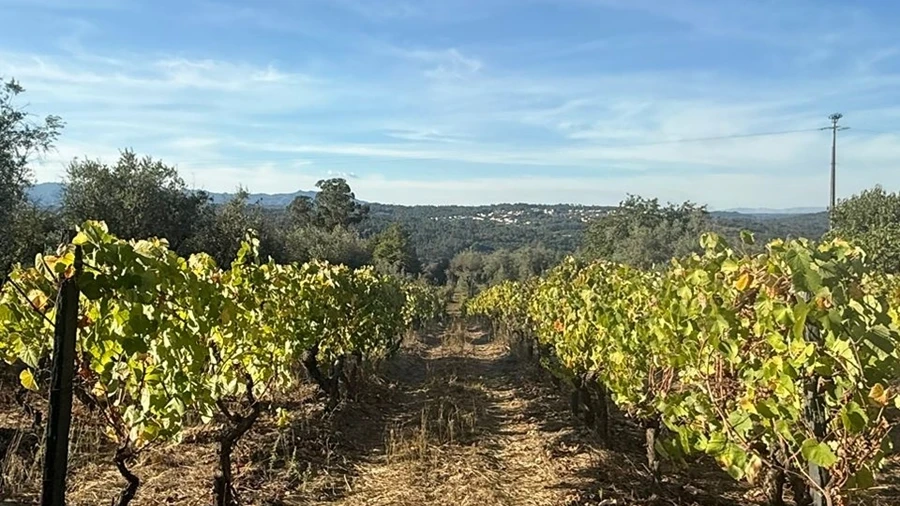 Terreno para Venda em Silgueiros