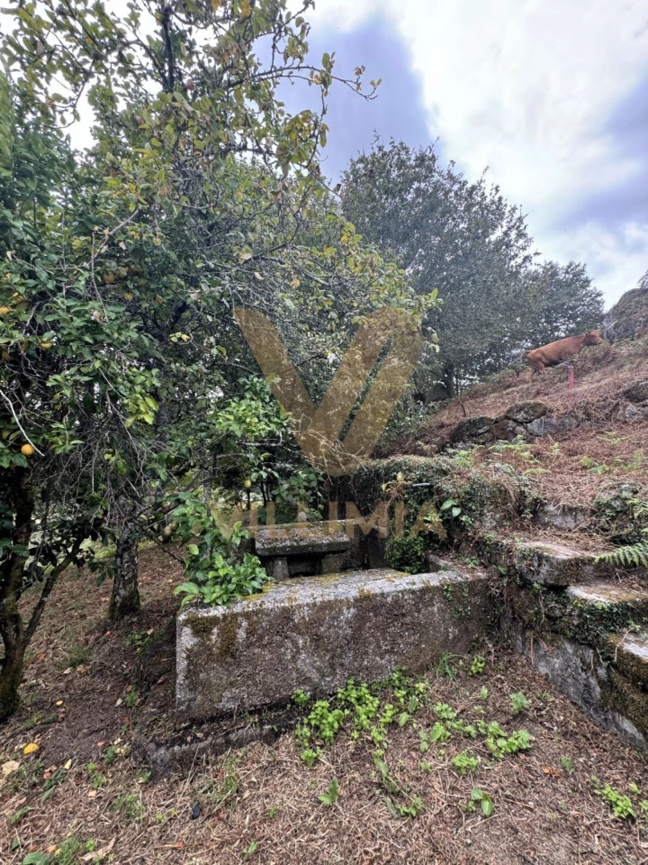 Quinta T3 para Venda em Bico e Cristelo Foto 13