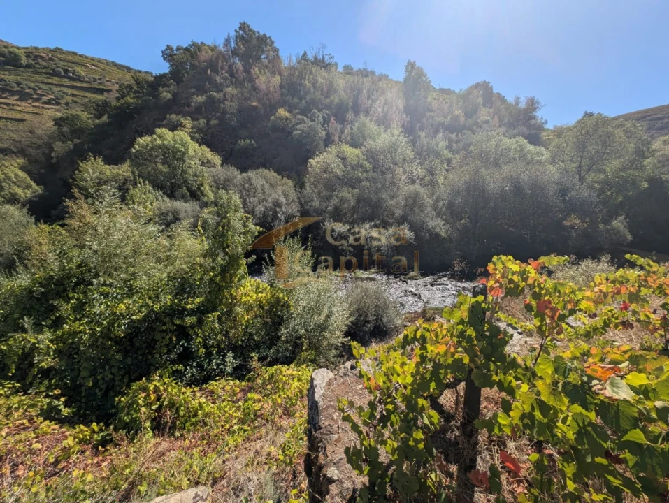 Quinta T0 para Venda em Alvações do Corgo Foto 11