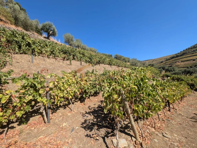 Quinta T0 para Venda em Alvações do Corgo Foto 24