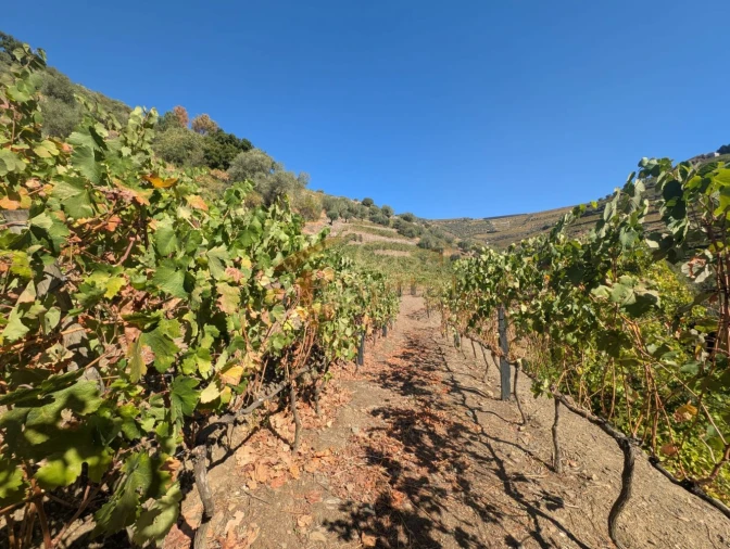 Quinta T0 para Venda em Alvações do Corgo Foto 9