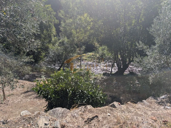 Quinta T0 para Venda em Alvações do Corgo Foto 22