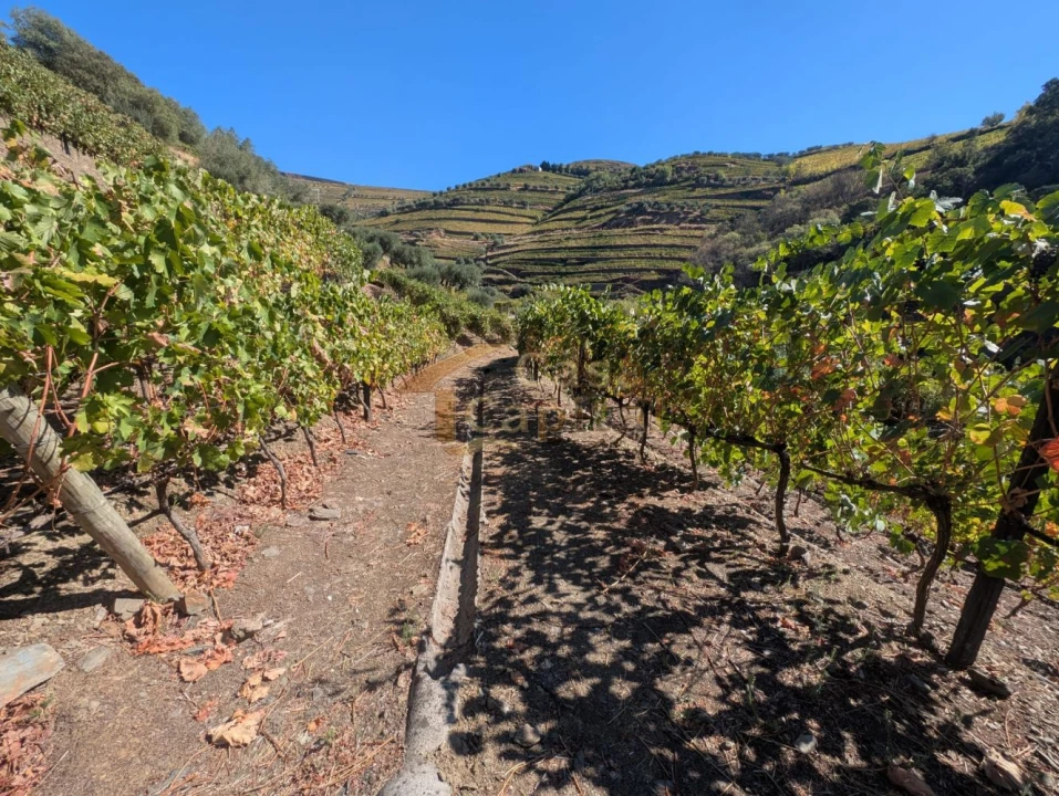 Quinta T0 para Venda em Alvações do Corgo Foto 21