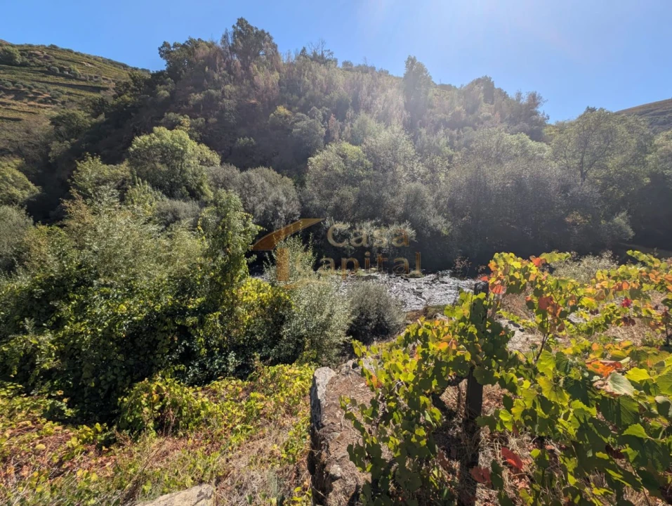 Quinta T0 para Venda em Alvações do Corgo Foto 16