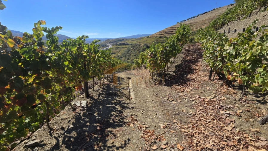 Quinta T0 para Venda em Lobrigos (São Miguel e São João Baptista) e Sanhoane Foto 14