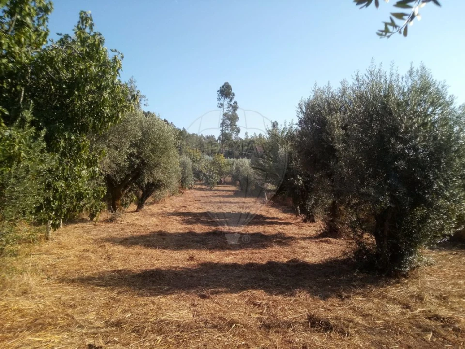 Terreno para Venda em Areias e Pias Foto 2