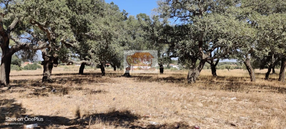Terreno para Venda em Grândola e Santa Margarida da Serra Foto 3
