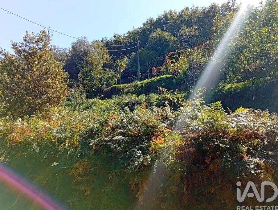Terreno para Venda em Pico de Regalados, Gondiães e Mós Foto 18