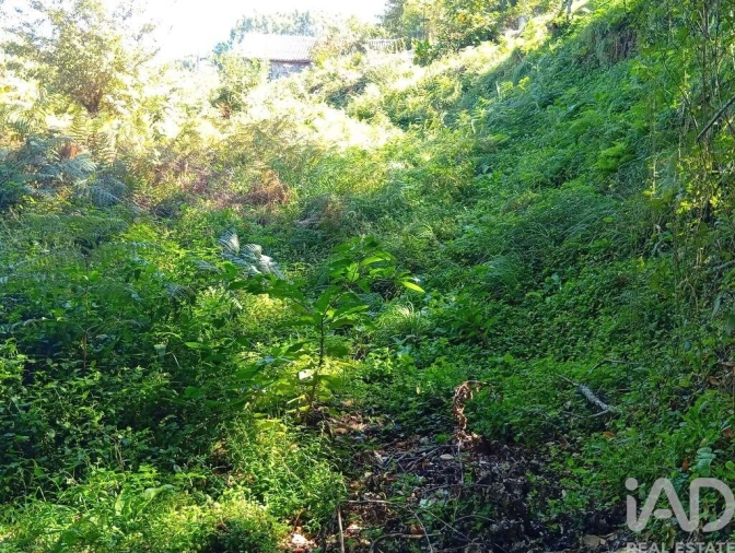Terreno para Venda em Pico de Regalados, Gondiães e Mós Foto 15