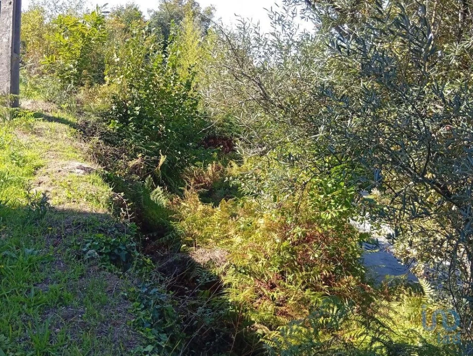 Terreno para Venda em Pico de Regalados, Gondiães e Mós Foto 5