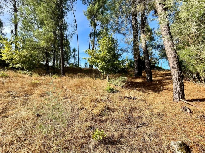 Terreno para Venda em Pindo Foto 8