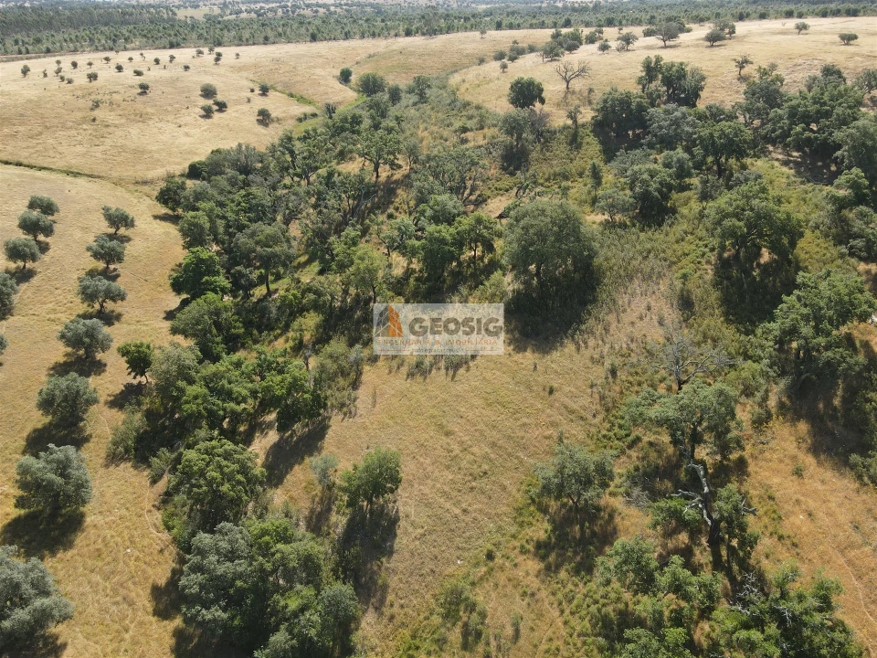Terreno Agricola ou Rústico para Venda em Garvão e Santa Luzia Foto 9