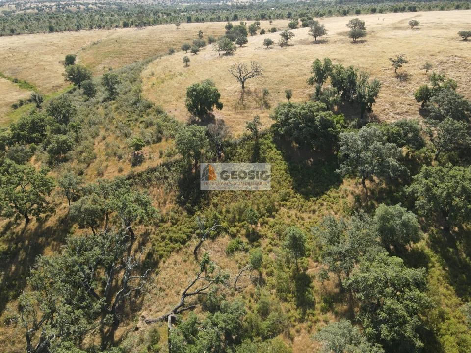Terreno Agricola ou Rústico para Venda em Garvão e Santa Luzia Foto 2