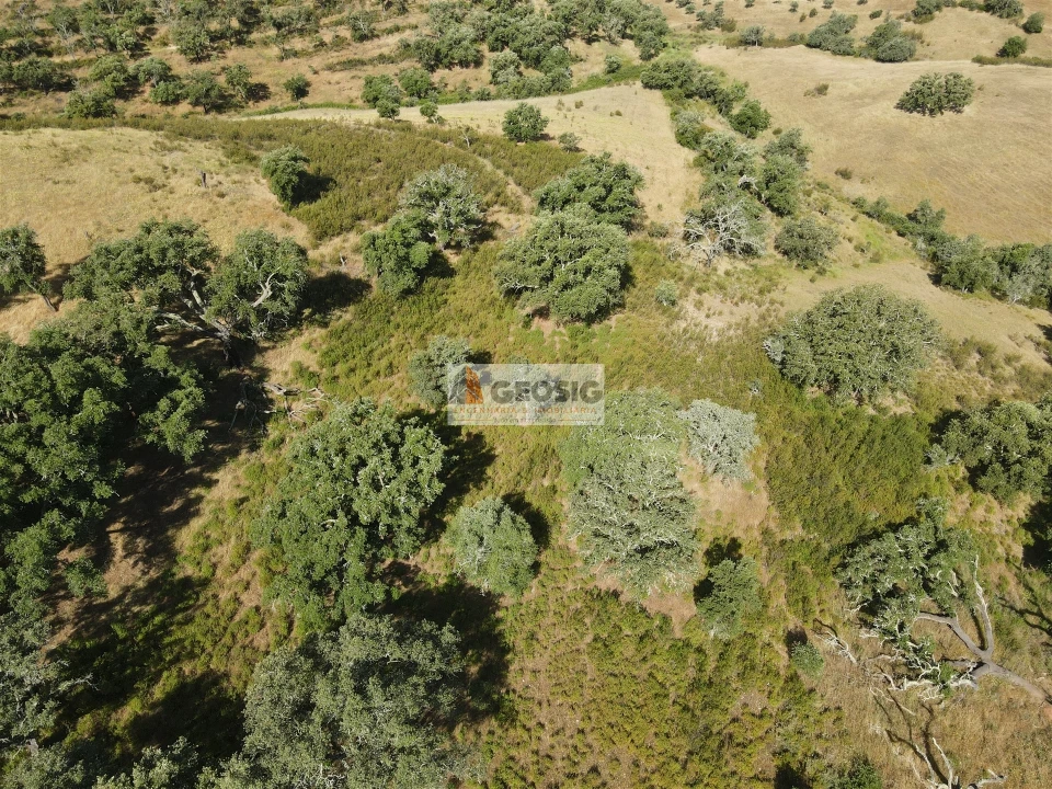 Terreno Agricola ou Rústico para Venda em Garvão e Santa Luzia Foto 1