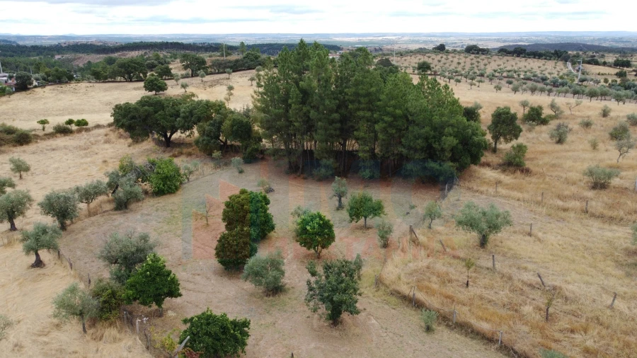 Terreno Agricola ou Rústico para Venda em Escalos de Baixo e Mata Foto 14