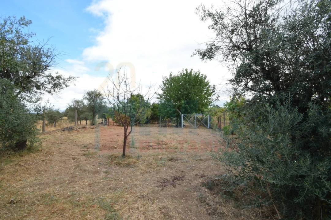 Terreno Agricola ou Rústico para Venda em Escalos de Baixo e Mata Foto 22
