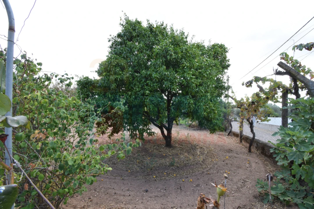 Terreno Agricola ou Rústico para Venda em Escalos de Baixo e Mata Foto 16