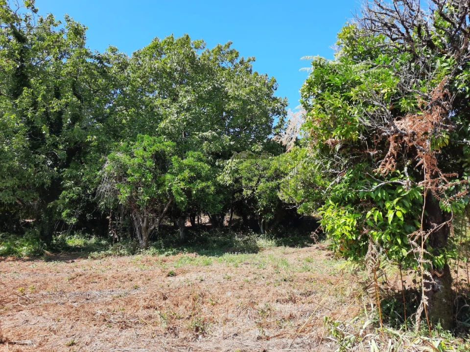 Quinta T12 para Venda em Castelões Foto 33