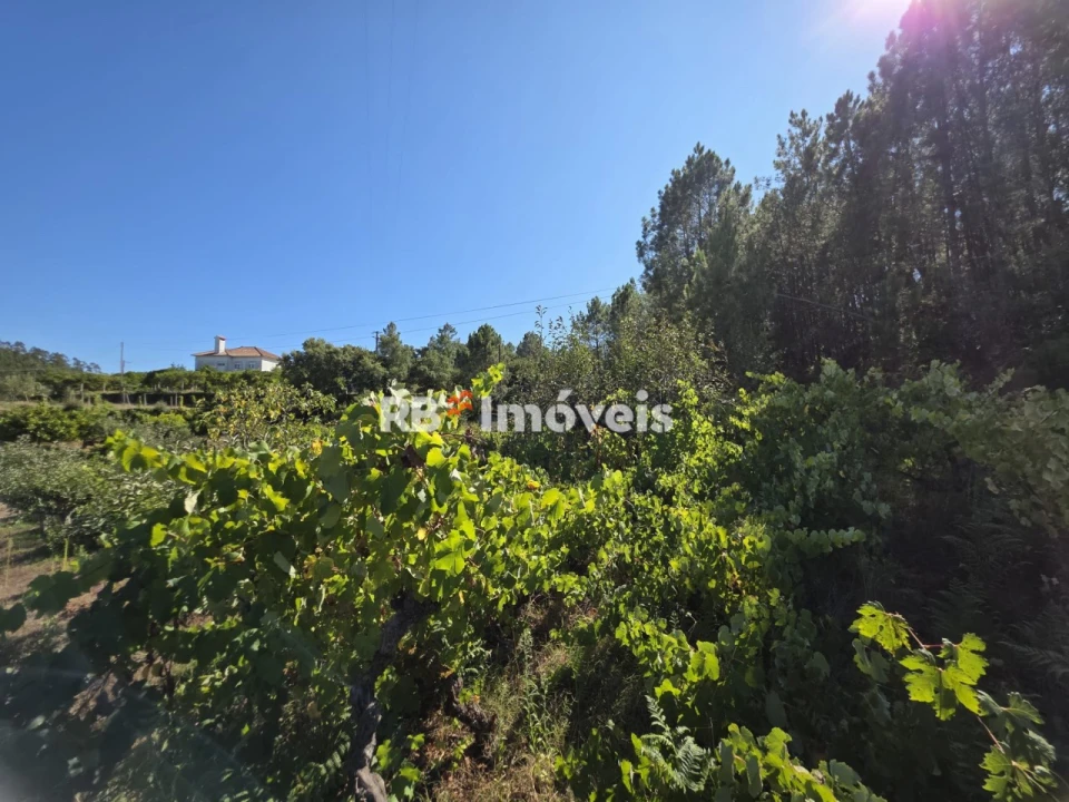 Terreno para Venda em Serra e Junceira Foto 2