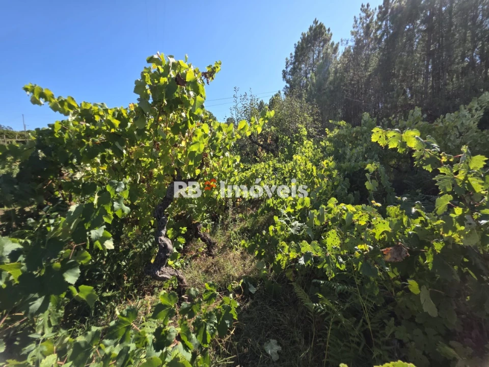 Terreno para Venda em Serra e Junceira Foto 3