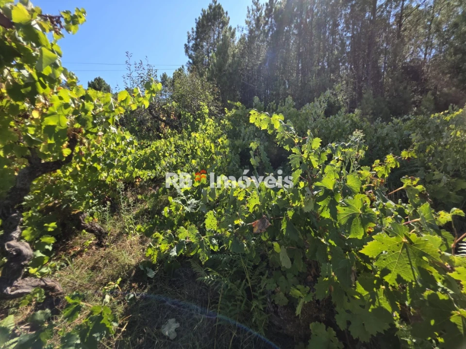 Terreno para Venda em Serra e Junceira Foto 4