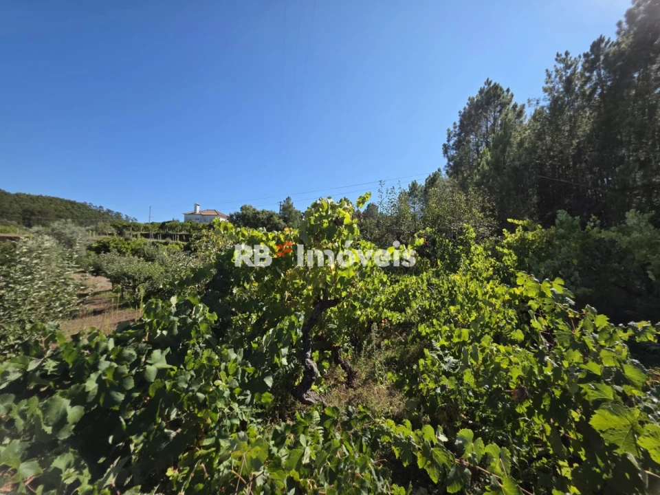 Terreno para Venda em Serra e Junceira Foto 6