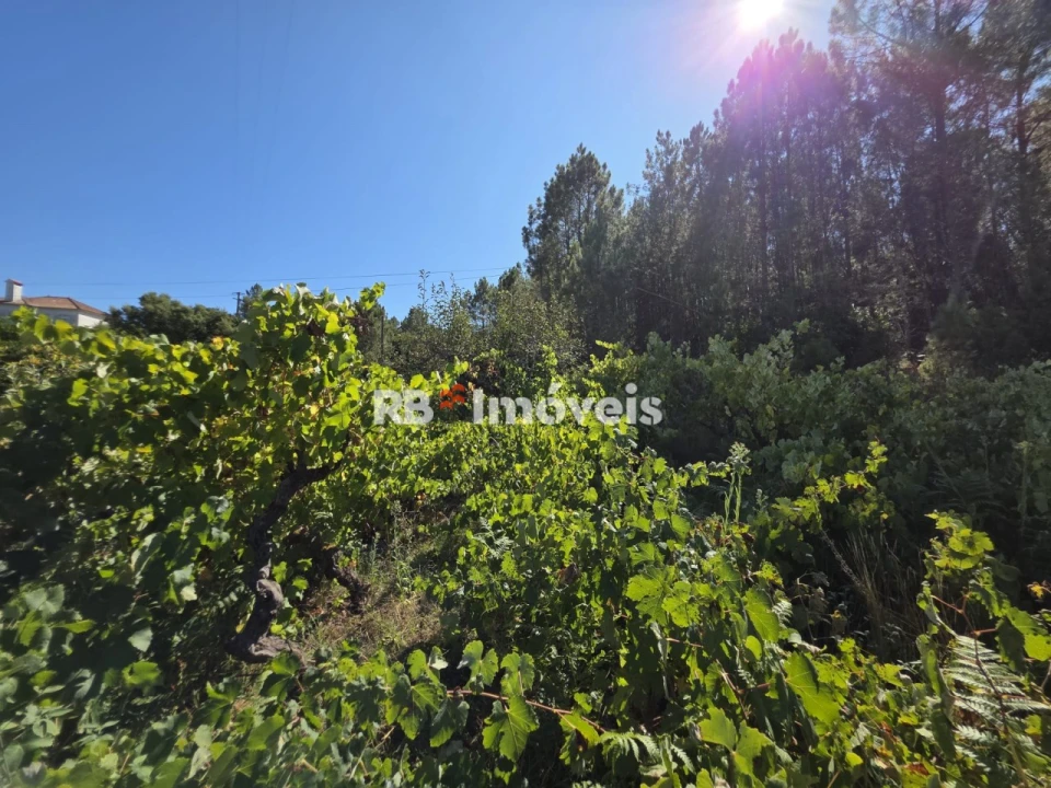 Terreno para Venda em Serra e Junceira Foto 7