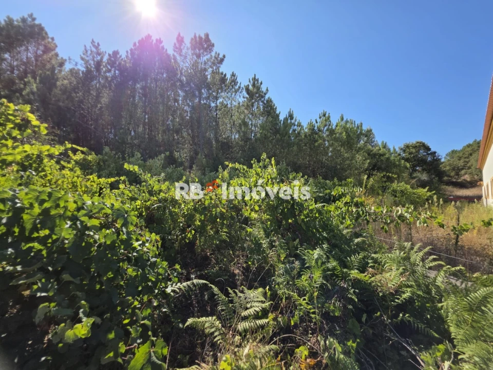 Terreno para Venda em Serra e Junceira Foto 8