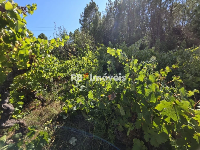 Terreno para Venda em Serra e Junceira Foto 3