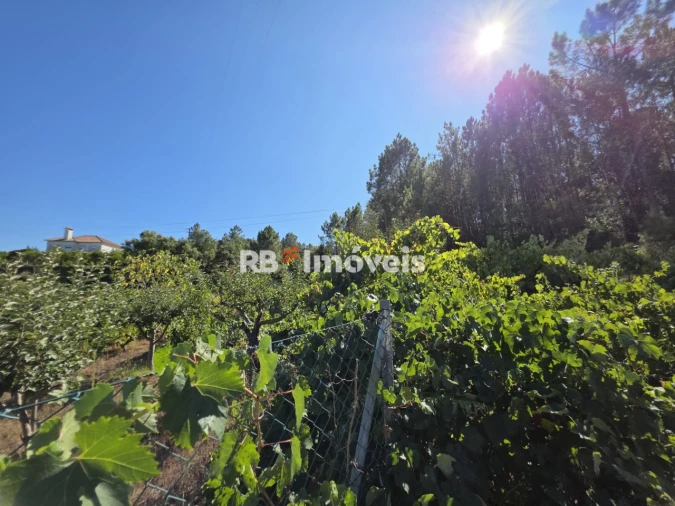 Terreno para Venda em Serra e Junceira Foto 8
