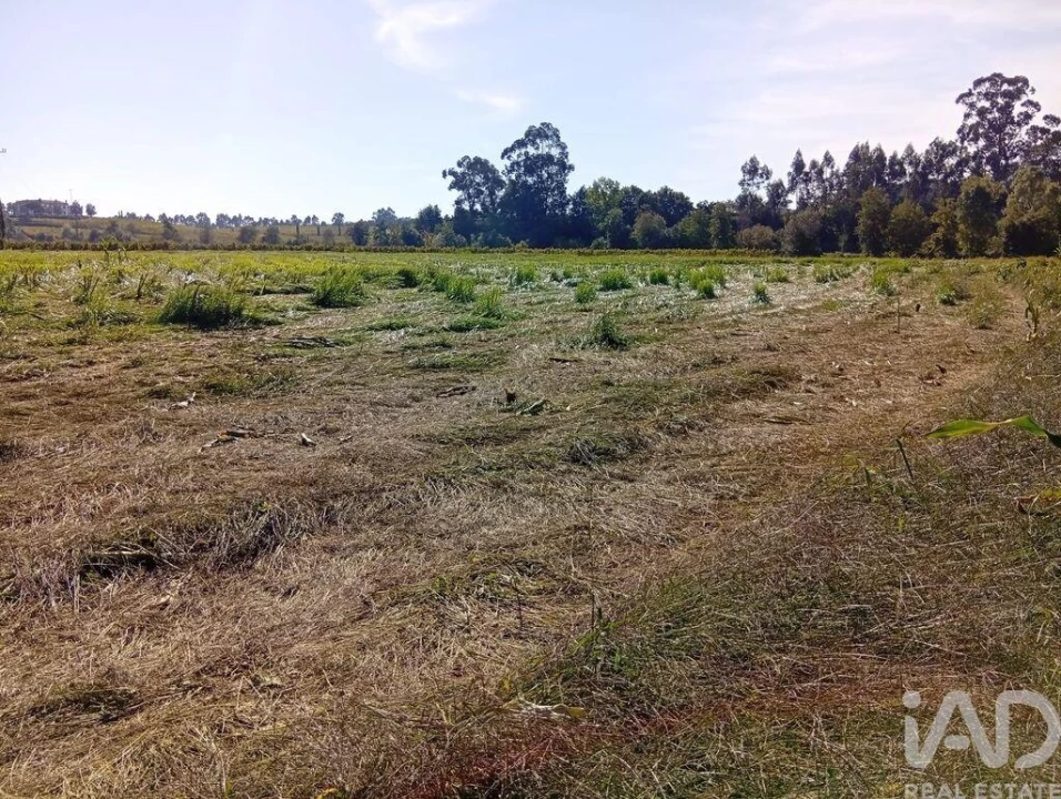 Terreno para Venda em Anais Foto 26