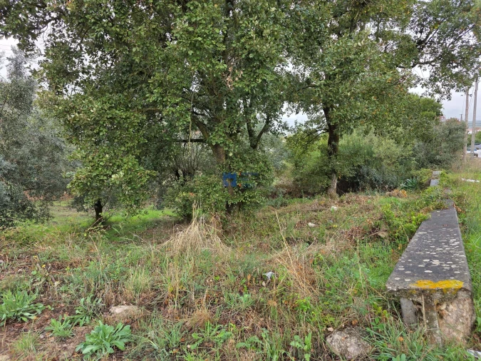 Terreno para Venda em Alcanena e Vila Moreira Foto 45