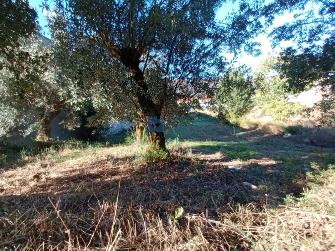 Terreno para Venda em Alcanena e Vila Moreira Foto 11