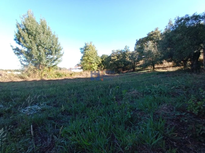 Terreno para Venda em Alcanena e Vila Moreira Foto 27