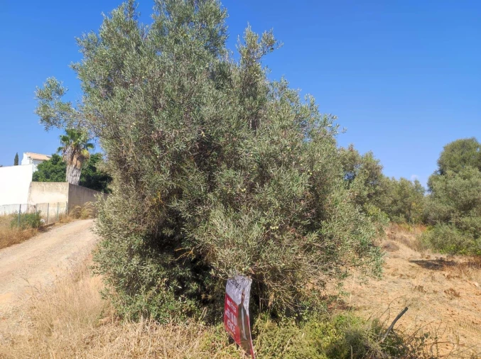 Terreno para Venda em Olhão Foto 9