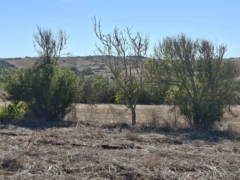 Terreno para Venda em Vila do Bispo e Raposeira Foto 6