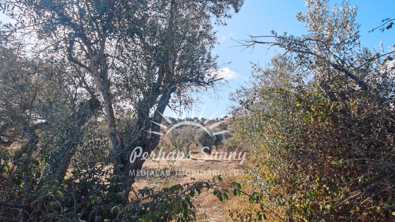Terreno Agricola ou Rústico para Venda em Grândola e Santa Margarida da Serra Foto 2