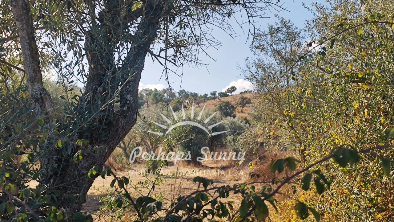 Terreno Agricola ou Rústico para Venda em Grândola e Santa Margarida da Serra Foto 7