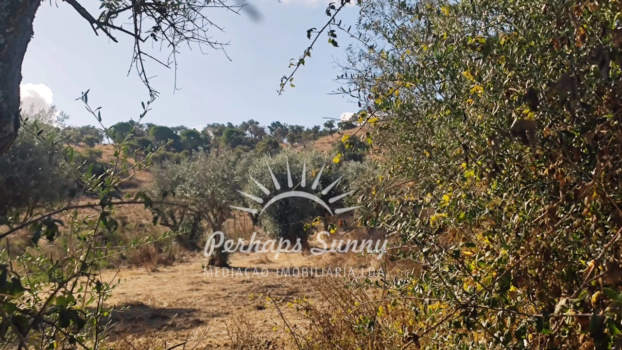 Terreno Agricola ou Rústico para Venda em Grândola e Santa Margarida da Serra Foto 8