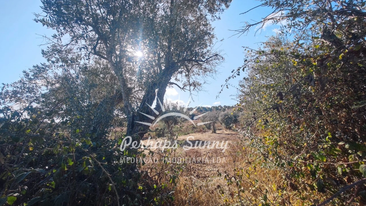 Terreno Agricola ou Rústico para Venda em Grândola e Santa Margarida da Serra Foto 11